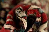 Nahavand - Hamadan Persian Carpet 293x163 - Picture 7
